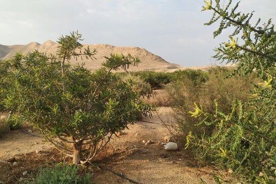 תיאור צמח בושם האפרסמון: חותם בן כ-2,000 שנה התגלה בירושלים %D7%9E%D7%98%D7%A2-%D7%9C%D7%91%D7%95%D7%A0%D7%94-2-540x360-1