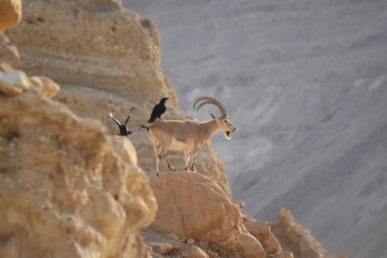 צלם גיל כספי יעל בהרים