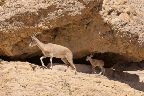 יעלים במדבר